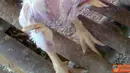 Citizen6, Sragen: Ayam yang mempunyai empat kaki. (Pengirim: Slamet Widodo)