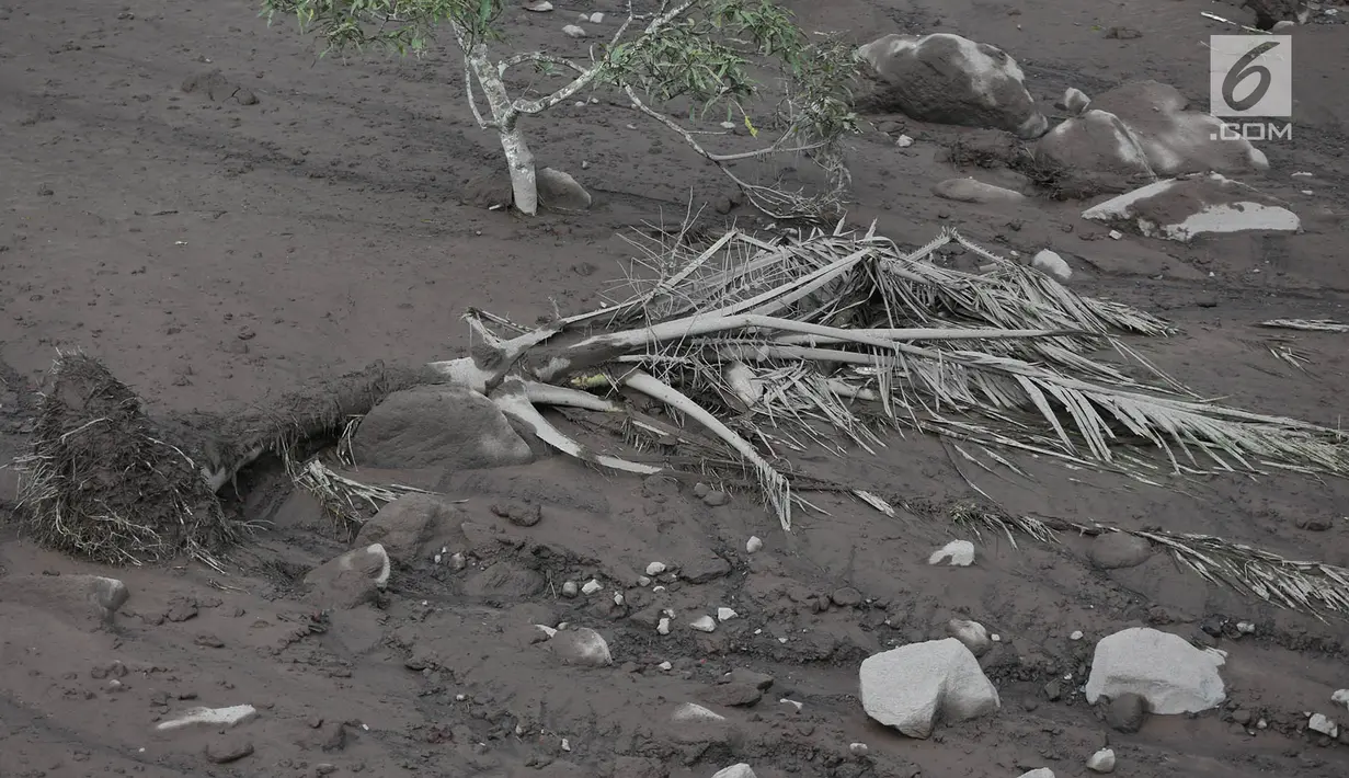 Material lahar dingin menutupi sawah dan Sungai Yeh Sah di Karangasem, Bali, Rabu (6/12). Banyaknya material Gunung Agung serta hujan deras menyebabkan lebar banjir lahar dingin semakin meluas dan merusak sawah warga. (Liputan6.com/Immanuel Antonius)