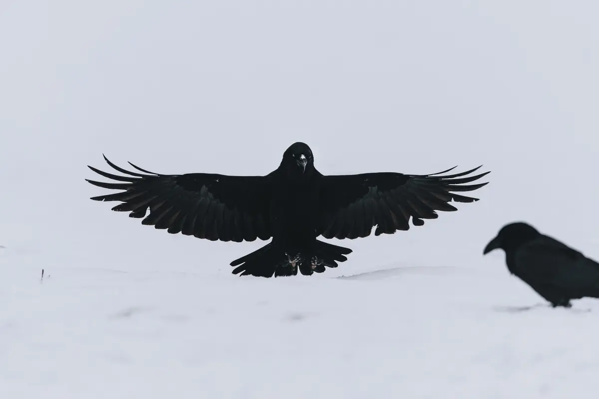 Ilustrasi burung gagak