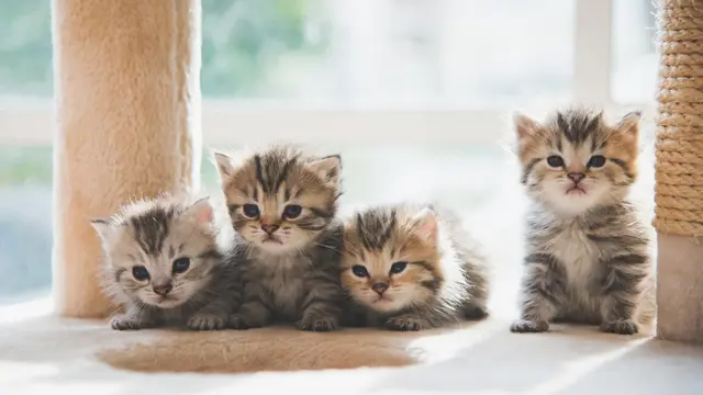 Anakan atau Kucing Dewasa, Mana yang Paling Tepat Dijadikan Teman di Rumah?