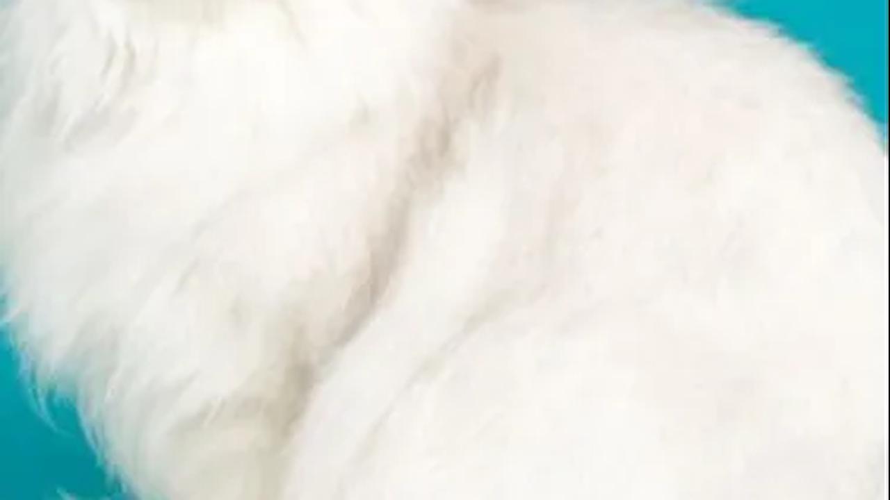 Fakta-fakta tentang Kucing Muezza