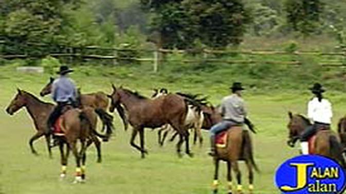 Berwisata Plus Menonton Kuda Kawin - News Liputan6.com