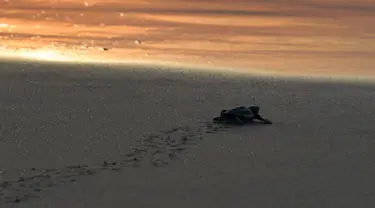 Seekor bayi penyu menuju laut setelah dilepaskan saat matahari terbenam di pantai Lhoknga provinsi Aceh (31/1/2020). Pelepasan bayi tukik penyu tersebut wujud kepedulian terhadap lingkungan. (AFP Photo/Chaideer Mahyuddin)