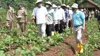 Menteri Koperasi dan UKM Teten Masduki menghadiri Kick Off Penanaman Kacang Koro Pedang Bersama Koperasi Paramasera di Kabupaten Sumedang, Jawa Barat