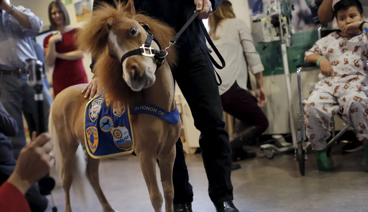 Handler Jorge Garcia - Bengochea memegang kuda poni di Rumah Sakit anak Kravis, New York City, (16/3). Kuda poni didatangkan untuk membantu terapi kesehatan pasien rumah sakit anak Kravis. (REUTERS / Mike Segar)