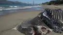 Bagian tubuh seekor Paus Humpback remaja yang mati di Pantai Baker di San Francisco, California (21/4/2020). (AP Photo/Jeff Chiu)