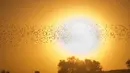 Sekelompok burung jalak yang tengah bermigrasi, terlihat menari membentuk formasi di langit menjelang sunset di padang pasir Negev, Rahat, selatan Israel, Senin (2/2/2015). (AFP Photo/Menahem Kahana)