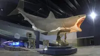 Terkuak, Misteri Hilangnya Hiu Prasejarah Raksasa Megalodon...
