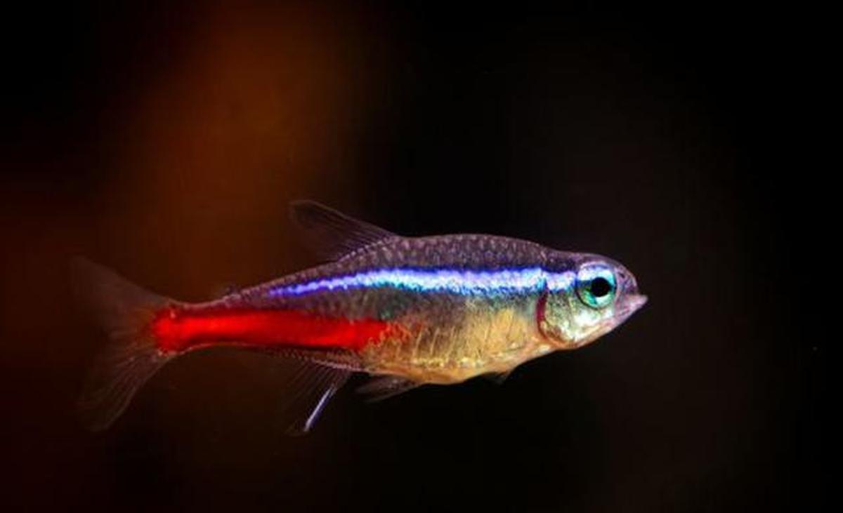 9 Ide Ternak Ikan Hias di Rumah yang Tidak Cepat Mati dan Minim Perwatan
