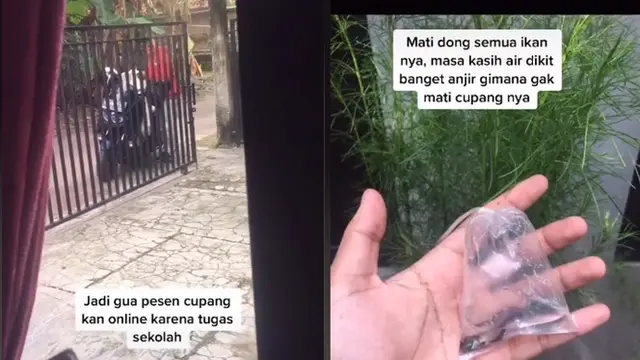 Beli Ikan Cupang untuk Tugas Tapi Malah Mati, Balasan Sang Penjual Ini Kocak