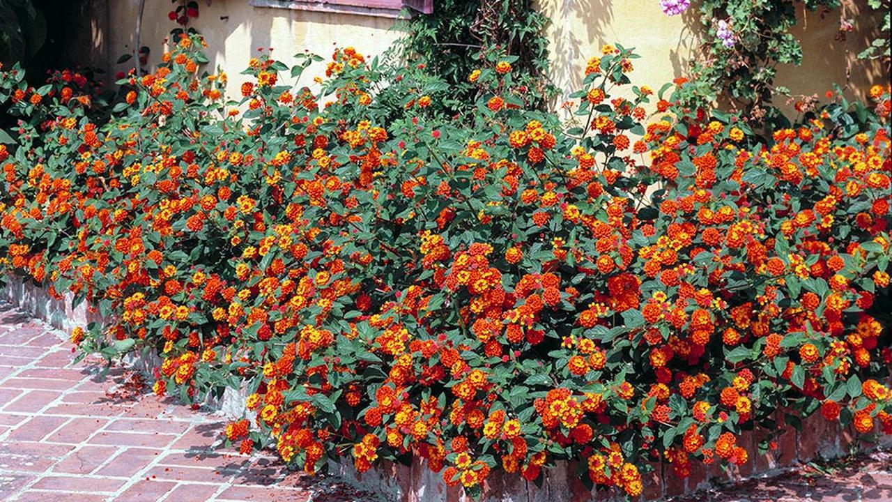 Lantana: monaconatureencyclopedia