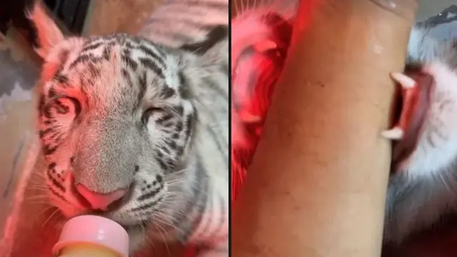 6 Momen Alshad Bareng 'Selen' Harimau Putih, Tangan Bengkak Karena Digigit