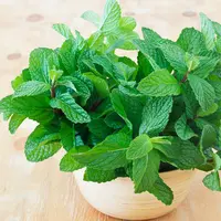 ilustrasi daun mint/copyright By Iuliia Timofeeva (Shutterstock)