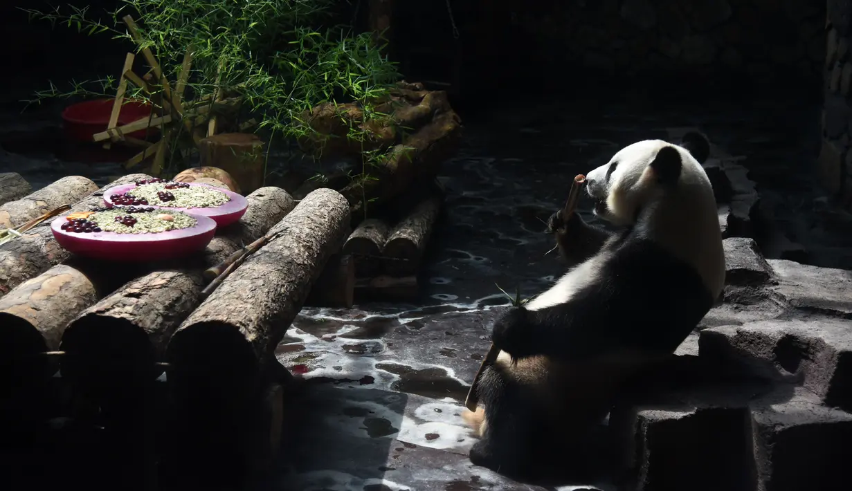 Panda raksasa Erxi menyantap bambu di sebuah ruangan berpendingin udara di Jinan Wildlife World, Jinan, Shandong, China, Minggu (14/6/2020). Jinan Wildlife World menyiapkan ruangan berpendingin udara dan es batu untuk menjaga Erxi tetap merasa sejuk seiring terus meningkatnya suhu. (Xinhua/Wang Kai)
