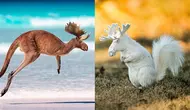 6 Editan Foto Jika Hewan Lain Berkepala Rusa Ini Tampak Unik (IG/pixelmatedanimals)