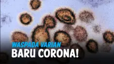 THUMBNAIL CORONA