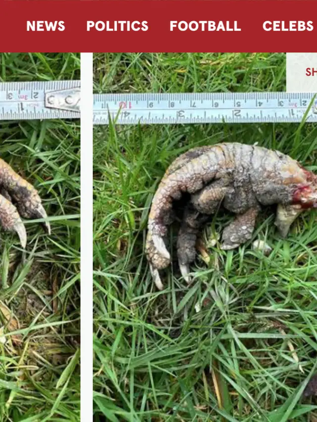 Penemuan misterius yang diduga sisa-sisa dari velociraptor.