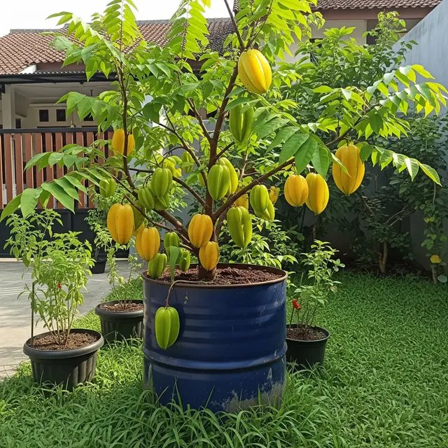 13 Tanaman Buah dalam Tong Bekas yang Berbuah Lebat Bisa Jadi Sumber Penghasilan Tambahan