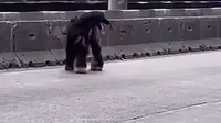 Viral Anjing Afghan Hound Bikin heboh di Jalan Daan Mogot Jakbar, Sempat Dikira Kambing