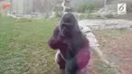 Seekor gorila mampu hancurkan kaca pengaman di sebuah kebun binatang dan membuat para pengunjung panik.