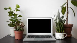 12 Jenis Tanaman untuk Hiasan Meja Kerja, Bikin Suasana Segar