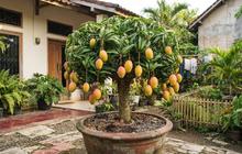7 Cara Membuat Pohon Mangga Mini dalam Pot yang Cepat Berbuah Lebat, Cocok untuk Lahan Sempit