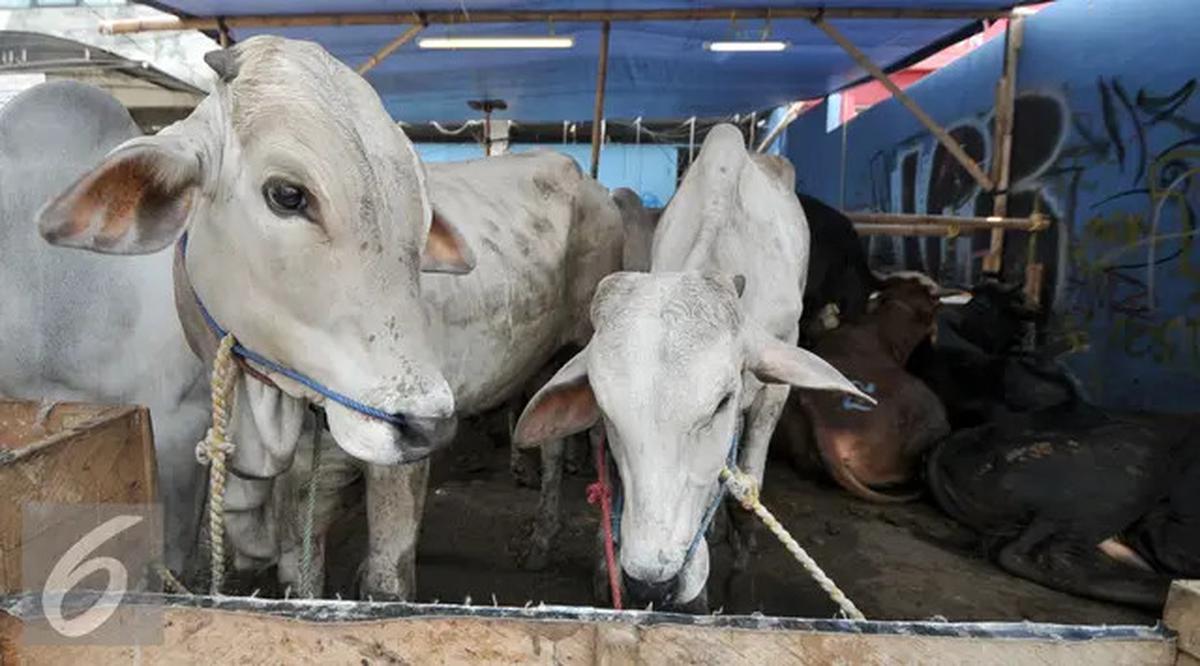 Kesalahan Ini Bisa Buat Ibadah Kurban Tidak Sah, Pahami Siapa yang Layak Menyembelih