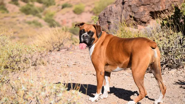 Boxer