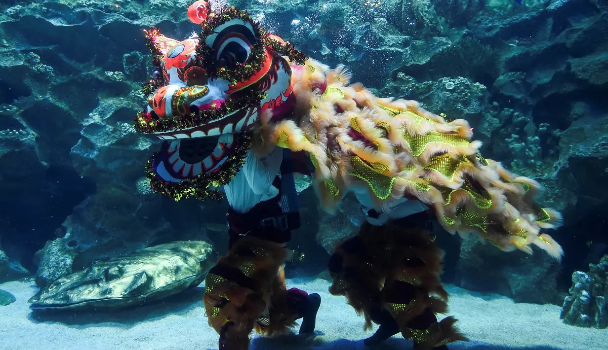 Penyelam melakukan atraksi barongsai dengan hiu yang mengelilingi mereka di taman bawah laut Aquaria KLCC, Kuala Lumpur, 30 Januari 2019. Tampak penyelam bersama singa atau barongsai menari di dalam sebuah akuarium besar. (Mohd RASFAN / AFP)