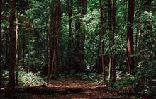 Anak 7 Tahun Asal Zimbabwe Berhasil Selamat Usai 5 Hari Hilang di Hutan Penuh Singa