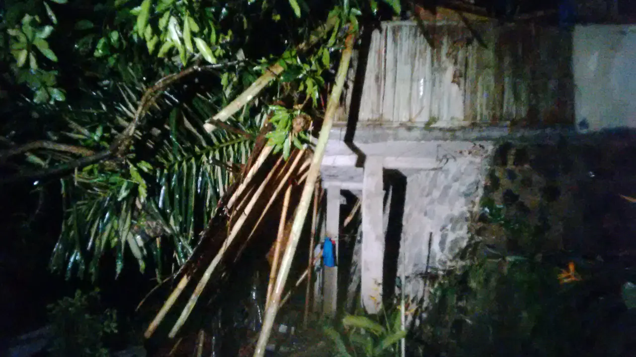 Pohon tumbang