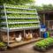 cara membuat kebun ayam sekaligus hidroponik sayur (AI)