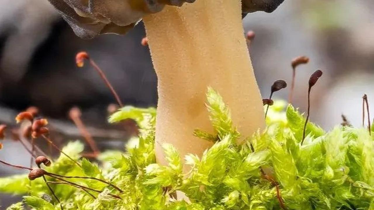 Reaksi Tubuh saat Makan Jamur Beracun sebelum Akhirnya Tewas