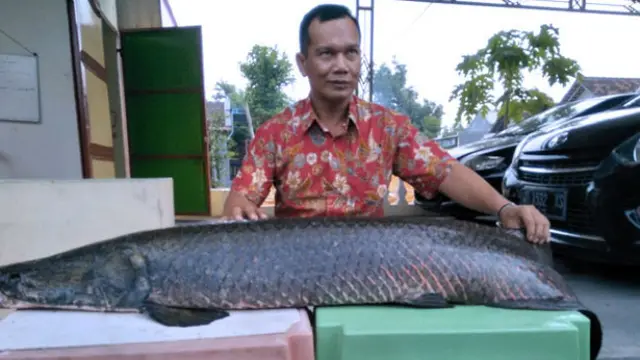 Ikan Arapaima