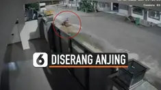 PEJALAN KAKI DISERANG ANJING PELIHARAAN HINGGA TERLUKA