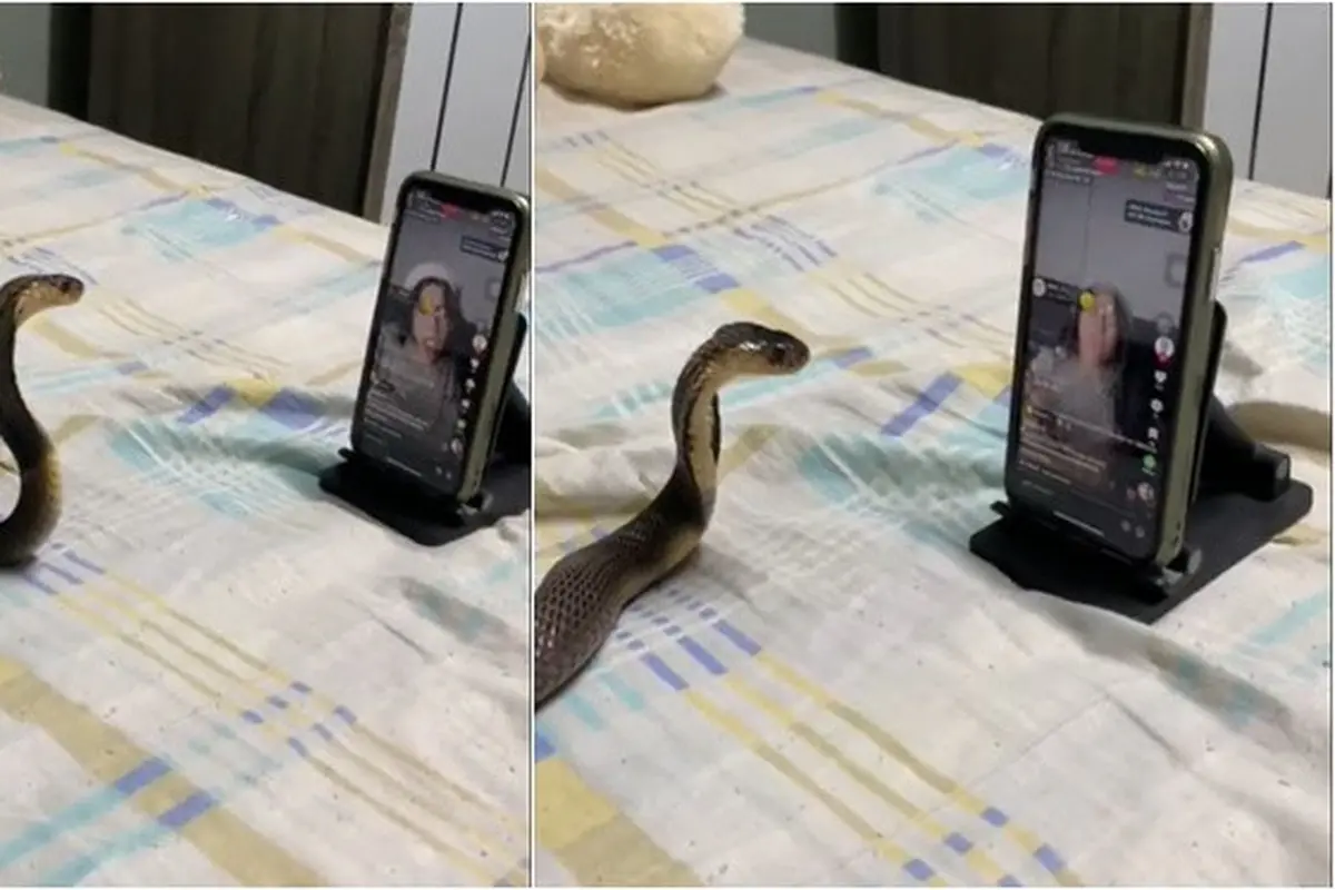 Momen Ular Asyik Nonton Live TikTok Ini Serius Banget, Ujungnya Pusing Sendiri
