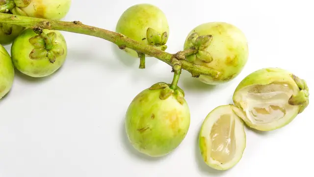 Ilustrasi Buah Duku
