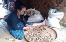 Bukan Hanya Tenun, Kencur dan Jahe Badui Jadi Penopang Ekonomi Utama Masyarakat Adat Ini!