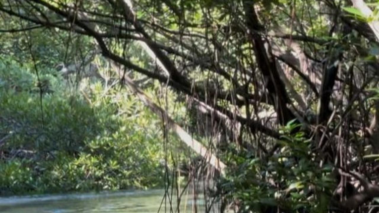 Menjaga Ekosistem Pantai Bali: Kisah Sukses Konservasi Mangrove dan Ekowisata