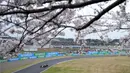 Pembalap Red Bull Racing, Max Verstappen terlihat melewati pohon sakura saat memacu mobilnya pada sesi latihan bebas pertama (FP1) F1 GP Jepang 2024 di Sirkuit Suzuka, Jepang, Jumat (05/04/2024). (AP Photo/Hiro Komae).