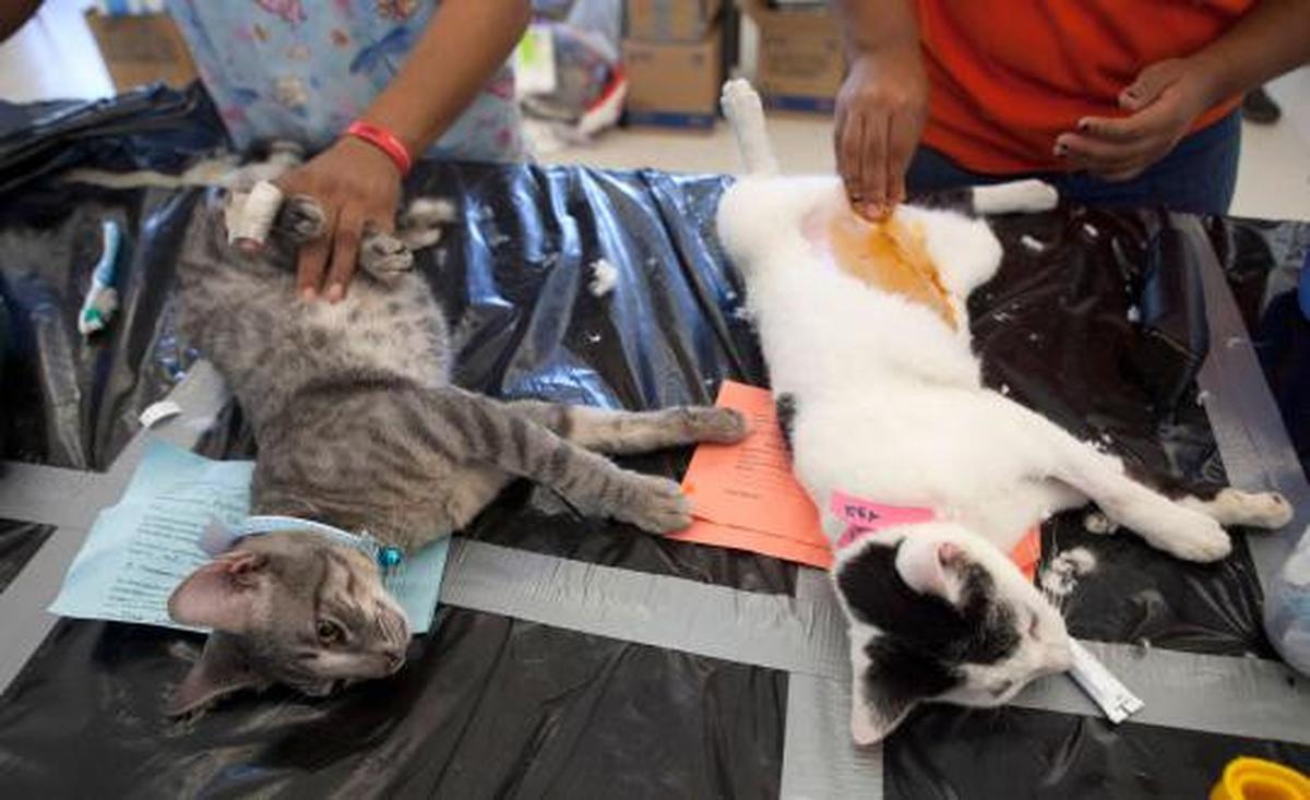 Ribuan kucing &amp; anjing diberi vaksin rabies