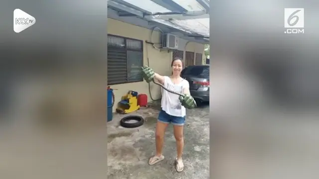VIDEO: Wanita Tangkap Ular Piton Pakai Tangan Hulk
