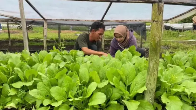 Wisatawan sedang memetik sayuran dengan masyarakat setempat di Desa Wisata Terong, Belitung.
