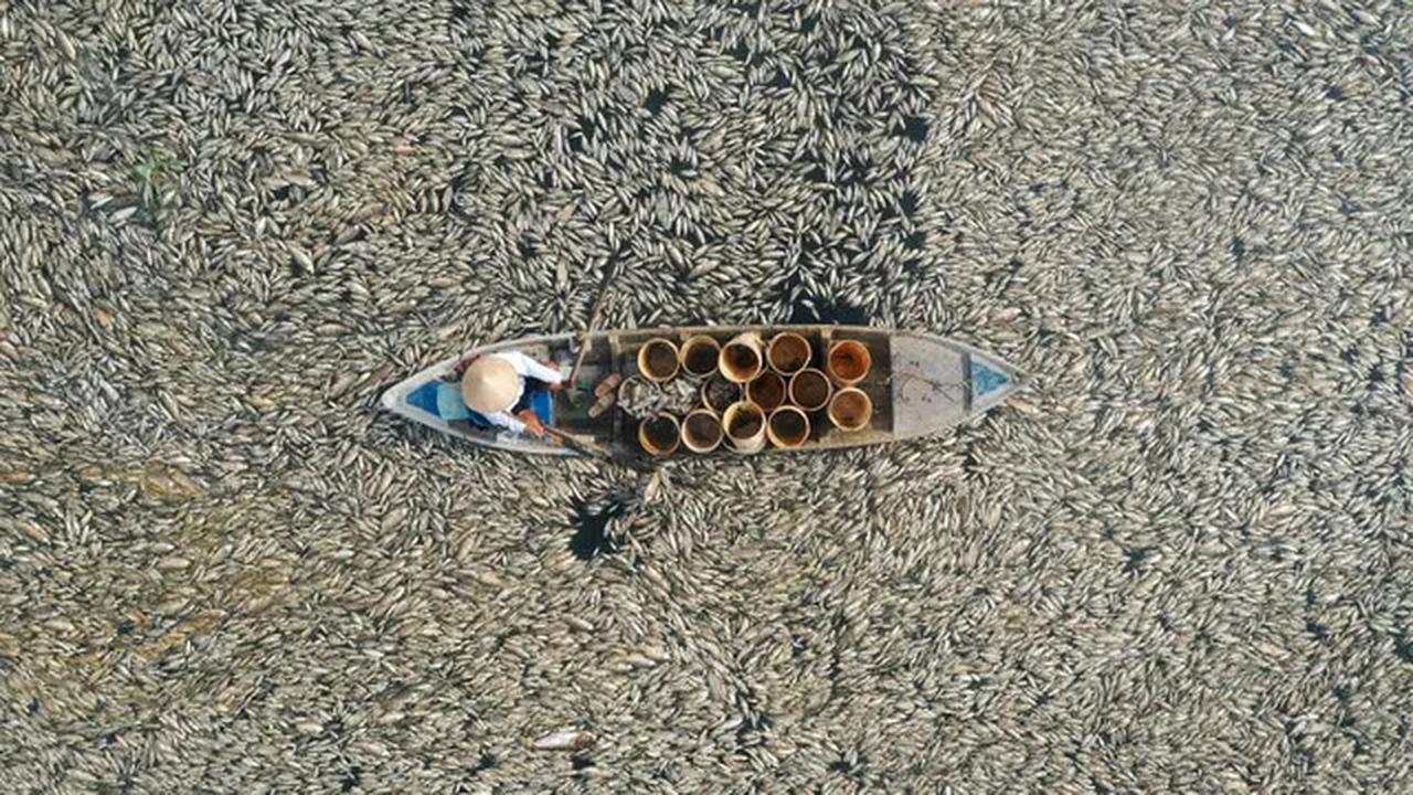 Foto udara memperlihatkan seorang nelayan mengumpulkan ikan mati akibat pekerjaan renovasi dan kondisi cuaca panas yang sedang berlangsung dari waduk di Provinsi Dong Nai, Vietnam, pada 30 April 2024. Foto: AFP/STR