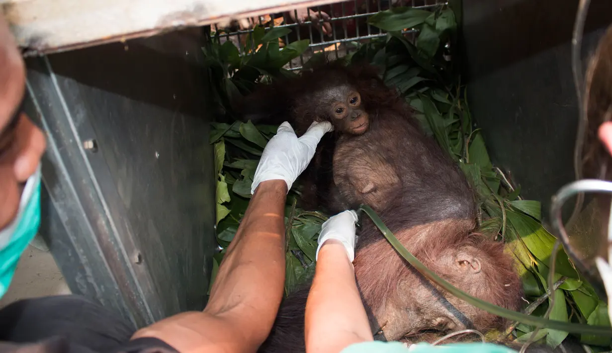 Tim International Animal Rescue saat menyelamatkan bayi orangutan dan ibunya di desa Kuala Satong, Kalimantan Barat (10/11). Orangutan dan bayinya melarikan diri dari amukan api yang menghancurkan habitatnya. (AFP PHOTO/Heribertus)