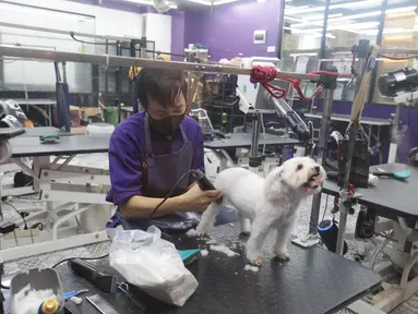 Sejumlah layanan perawatan hewan menjadi peluang bisnis yang dapat menambah pemasukan pet shop. Selain menjual makanan dan perlengkapan, layanan seperti memandikan hewan, mencukur bulu, grooming, penitipan hingga pemeriksaan kesehatan dapat menjadi pilihan bagi pemilik hewan peliharaan. Kenyamanan tempat, kebersihan serta tenaga profesional juga menjadi faktor penting dalam memberikan layanan sekaligus menjaga kepercayaan pelanggan. (KLY/Budy Santoso)
