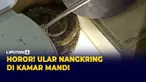 ular sanca