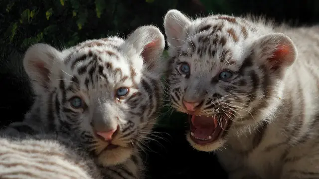 Bayi Harimau Benggala