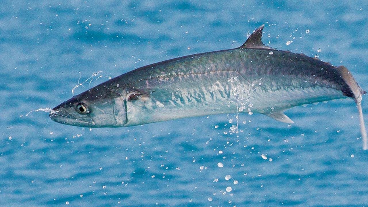 7 Ikan yang Berbahaya Dikonsumsi Setiap Hari, Kenali Jenis-Jenisnya