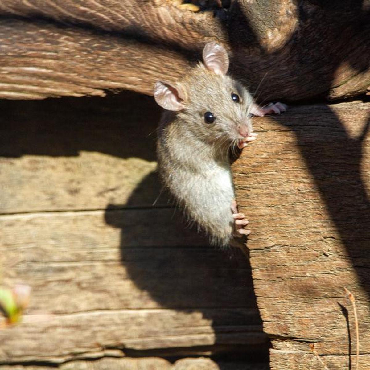 9 Cara Mencegah Tikus Kembali ke Rumah Setelah Diusir, Dijamin Efektif